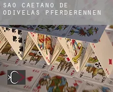 São Caetano de Odivelas  Pferderennen