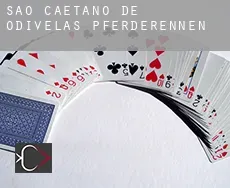 São Caetano de Odivelas  Pferderennen