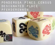 Ponderosa Pines  Pferderennen