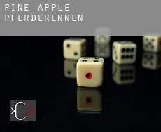 Pine Apple  Pferderennen