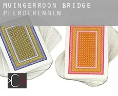 Muingerroon Bridge  Pferderennen