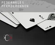 Pedernales  Pferderennen